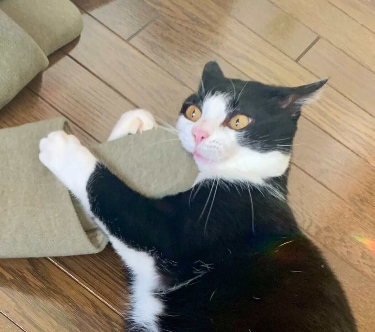 新品のスリッパを“検品”するカツオくん