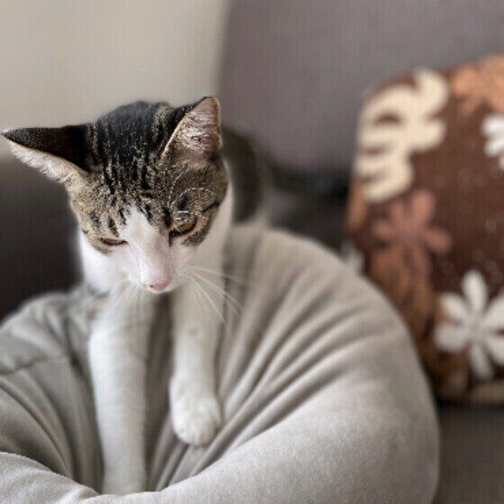 ふみふみするきなこちゃん（MIX）