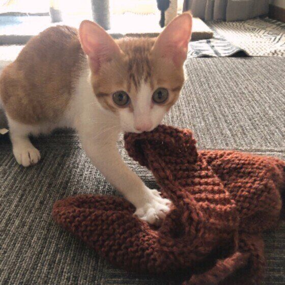 ふみふみする猫