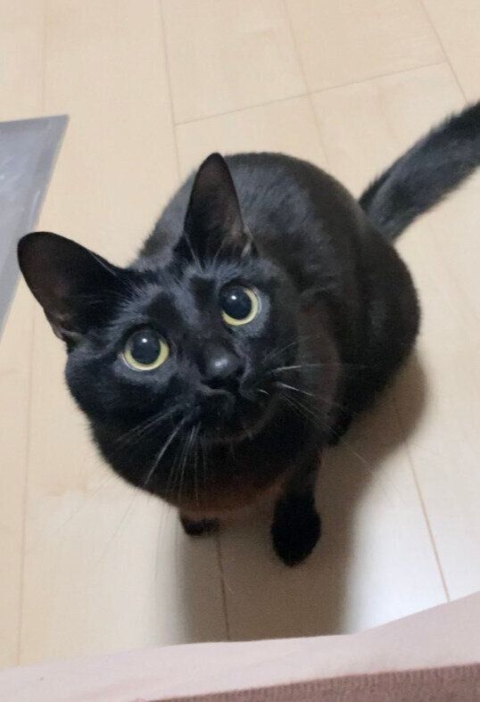 飼い主と遊びたい様子の猫