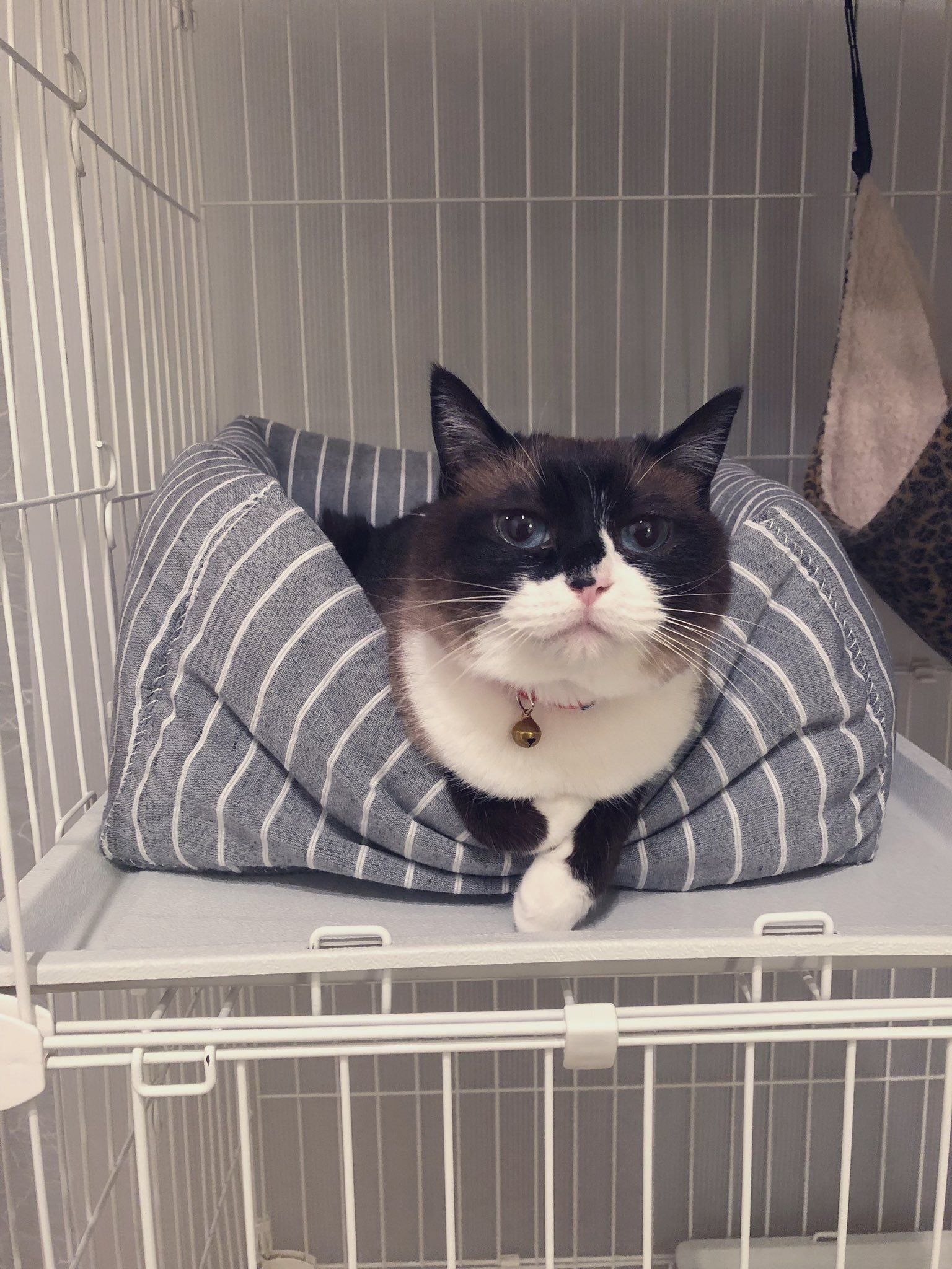 猫ベッドでくつろぐ猫