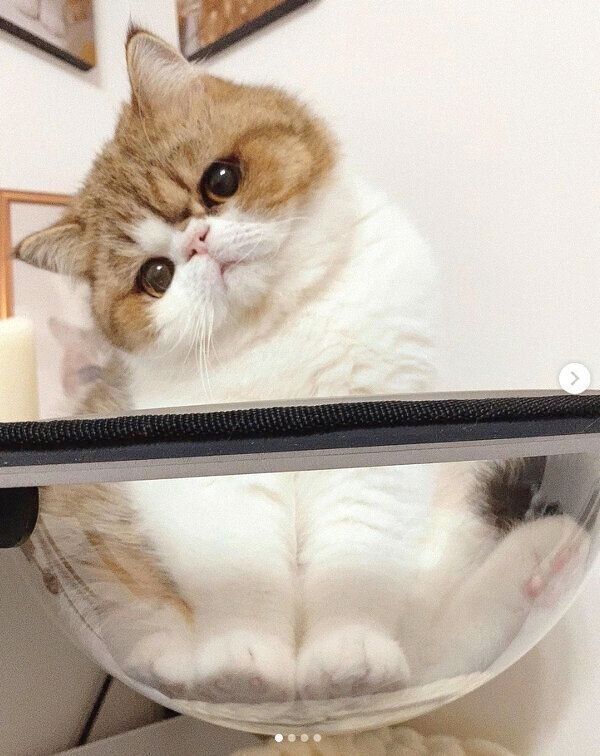 くつろぐよもぎくん