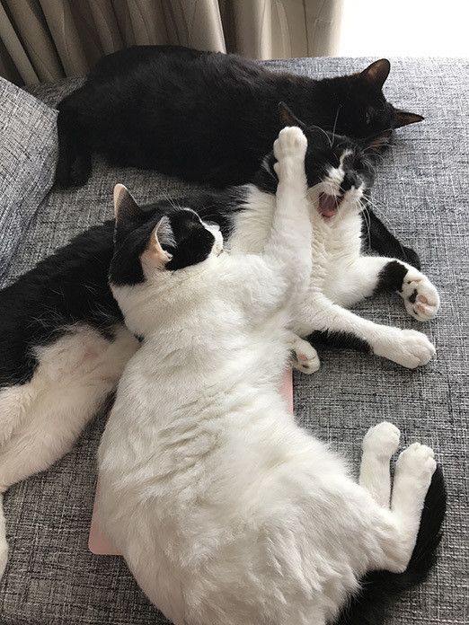 一体どこへ！？消えたMacの謎と猫