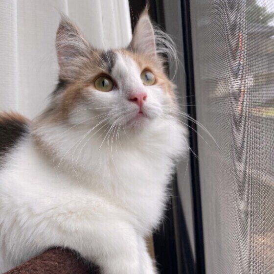 外の小鳥を見つめるウェジー