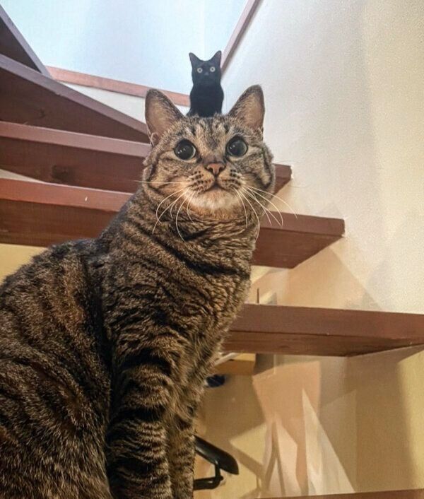 見つめるロニーちゃん、アビーちゃん