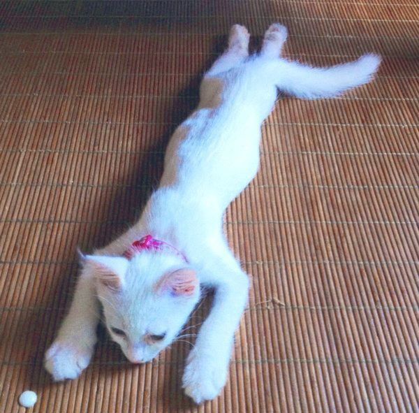 子猫時代のネムちゃん