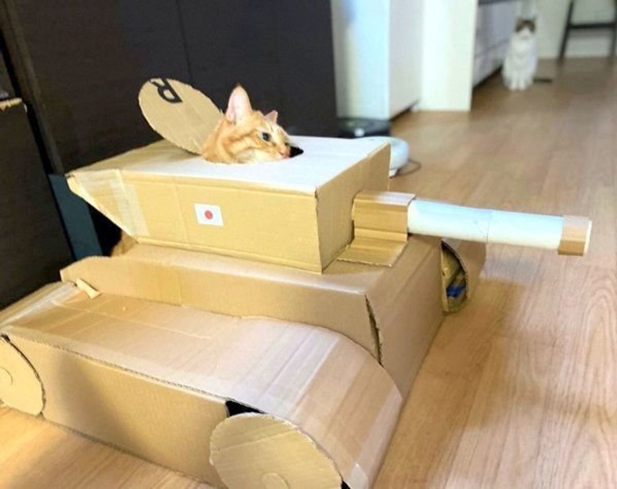 猫のためにダンボールで 猫戦車 を作ってみるも まさかの結末に 笑 ねこのきもちweb Magazine 猫のためにダンボールで 猫戦車 を作ってみるも まさかの結末に 笑 ねこのきもちweb Magazine
