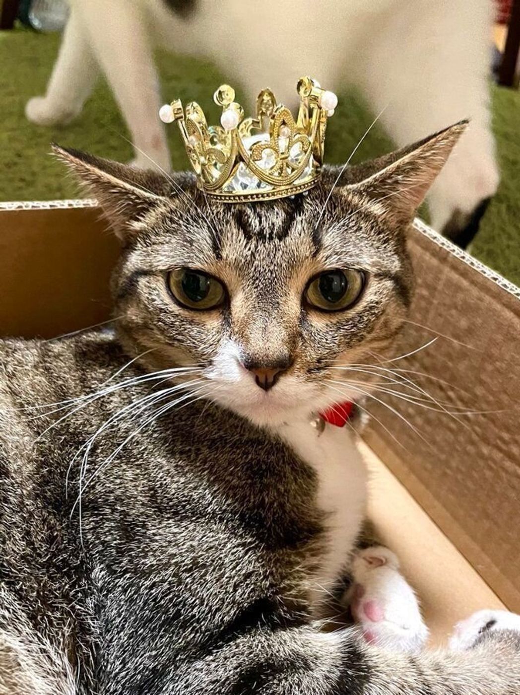 Seriaから王位継承を受けた猫 Seriaのペット用クラウンがネットで話題 ねこのきもちweb Magazine Seriaから王位継承を受けた猫 Seriaのペット用クラウンがネットで話題 ねこのきもちweb Magazine