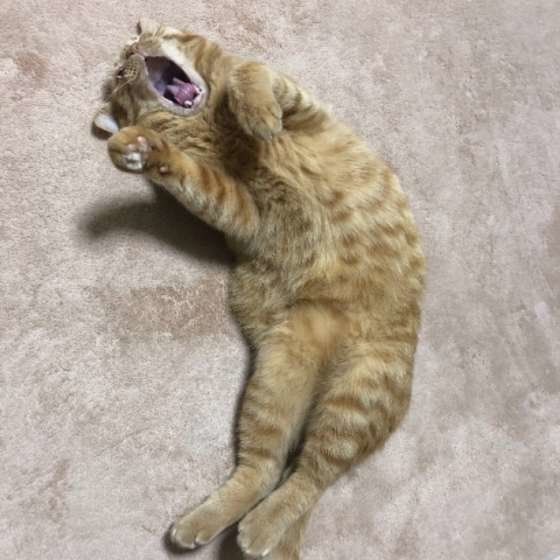 あくびをする茶トラの福くん