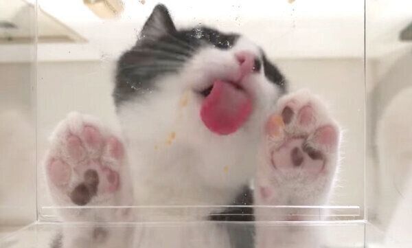 ちゅ〜るを食べるむーくん