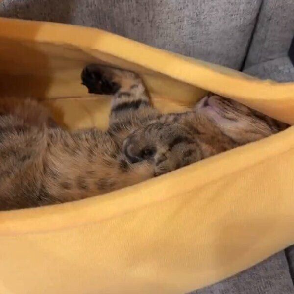 バナナベッドで眠るまつたけちゃん