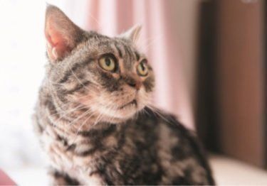 撮影／中川文作