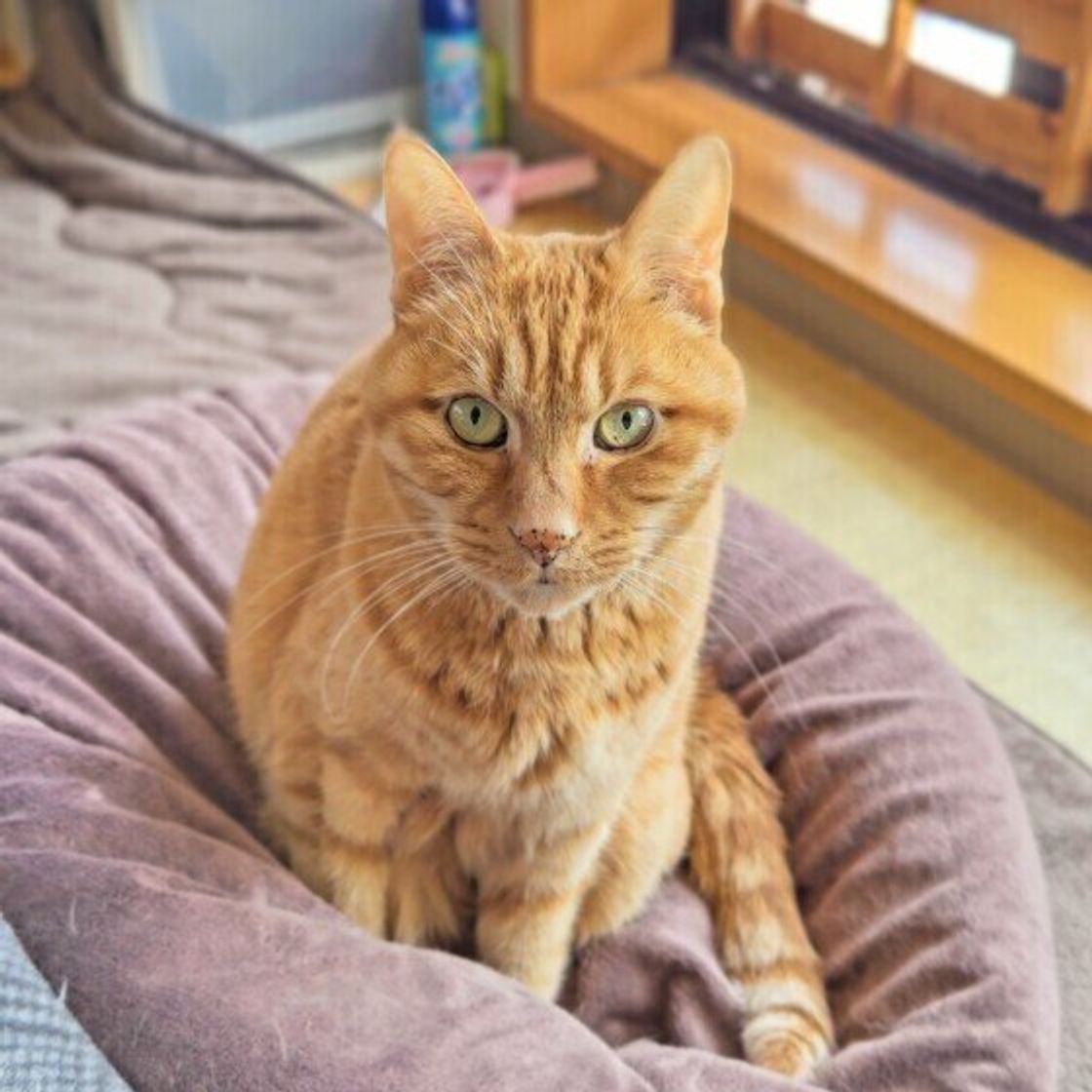 なぜそれを 猫が飼い主に プレゼントするもの から読み取れる心理 獣医師解説 ねこのきもちweb Magazine なぜそれを 猫が飼い主に プレゼントするもの から読み取れる心理 獣医師解説 ねこのきもちweb Magazine