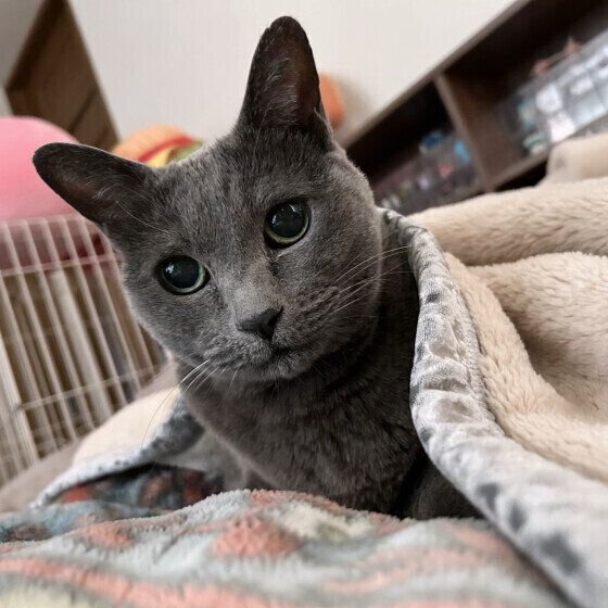 ロシアンブルーのミッシュちゃん　16才