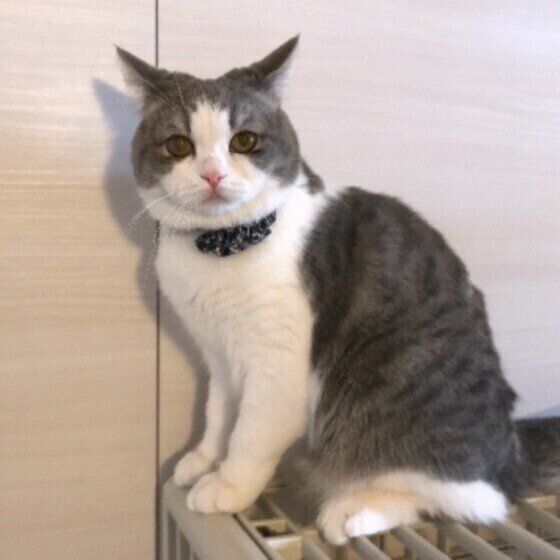 イカ耳をするスコティッシュフォールドの女の子