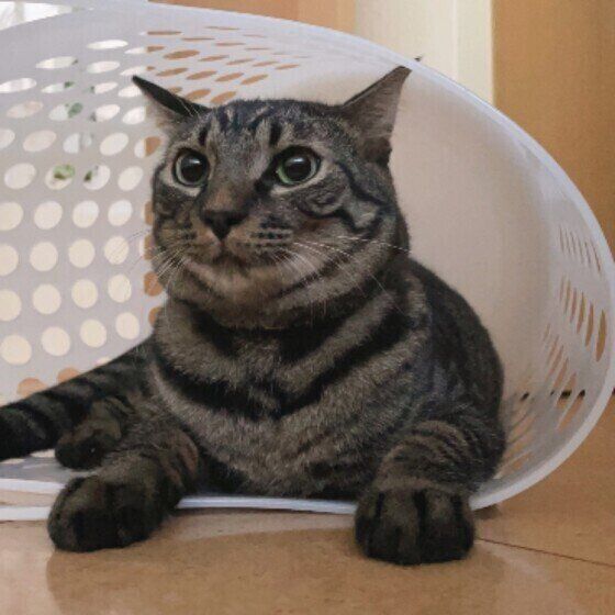 洗濯カゴの中に入るキジトラ