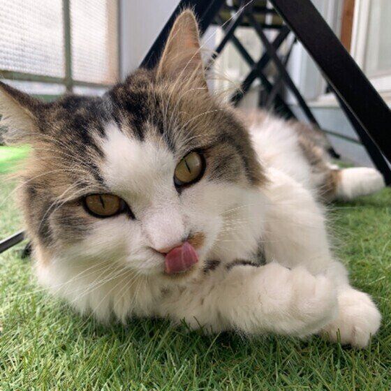 マンチカンの福太郎くんと芝生