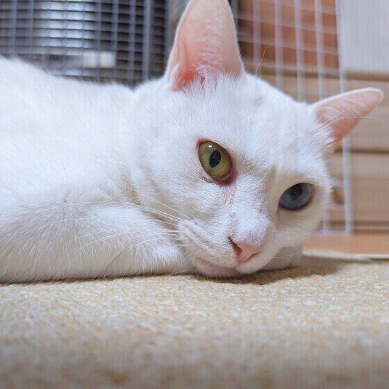 MIX　白の雪月ちゃん