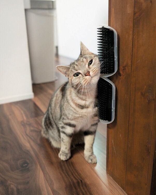 スリスリするアメリカンショートヘア―