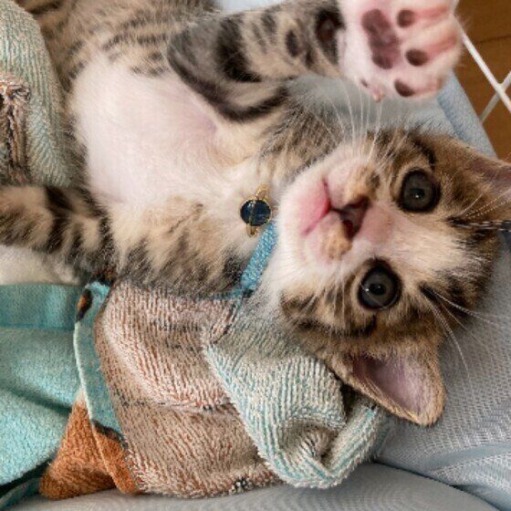 キジトラのにゃー太郎くん