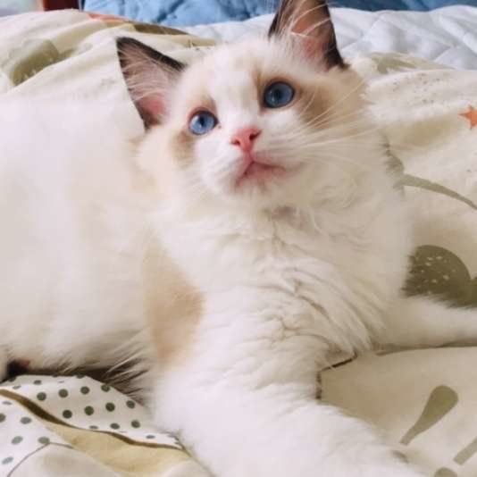 ゆったりくつろぐラグドールのシオンくん