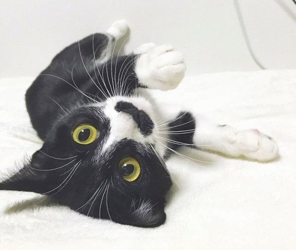 おヒゲがチャームポイントの元保護猫・レイちゃん