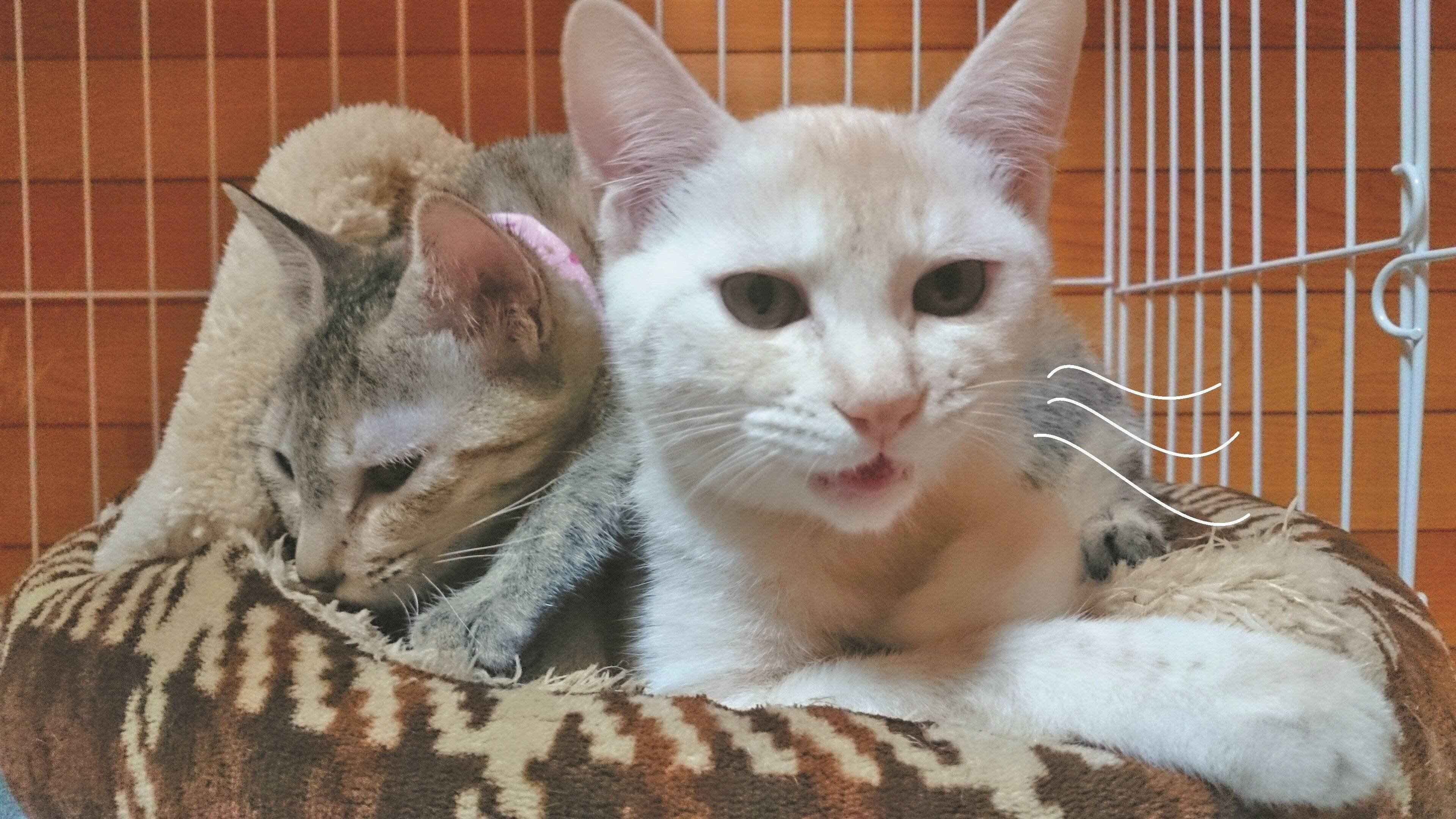 画像／2019年11月号『フレーメンファンクラブ通信』