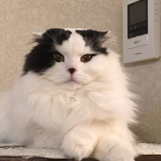カメラ目線のスコティッシュフォールド・ロングヘア