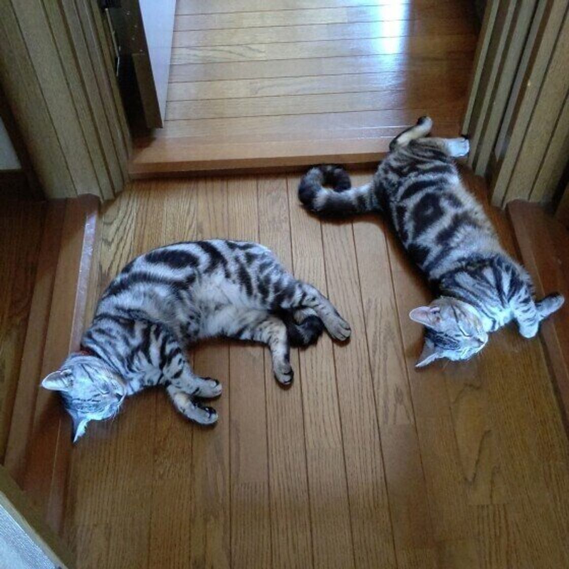 調査 猫がいるところは間違いなく涼しい 暑い日に見られる猫の行動に驚き ねこのきもちweb Magazine 調査 猫がいるところは間違いなく涼しい 暑い日に見られる猫の行動に驚き ねこのきもちweb Magazine