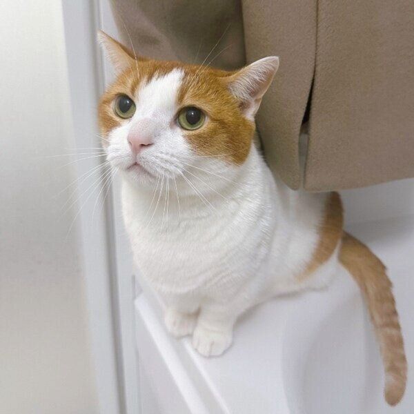 コートのそばにいるもち丸くん