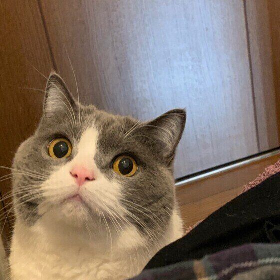 瞳孔を見開くブリショのうに。くん