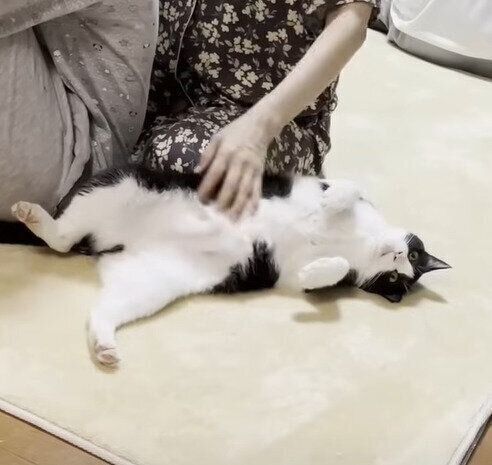 転がるひまわりちゃん