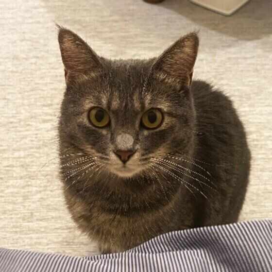 サバトラのあずきちゃん