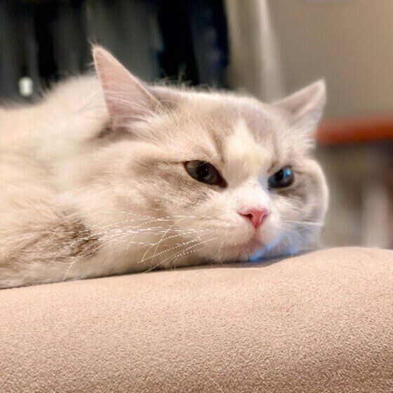 まったりしているラグドール