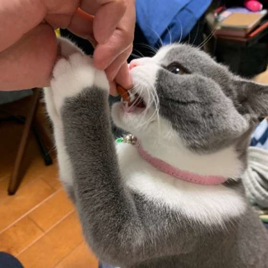 猫は豚肉を食べても大丈夫 食べることで得られる栄養素や注意点 ねこのきもちweb Magazine 猫は豚肉を食べても大丈夫 食べることで得られる栄養素や注意点 ねこのきもちweb Magazine