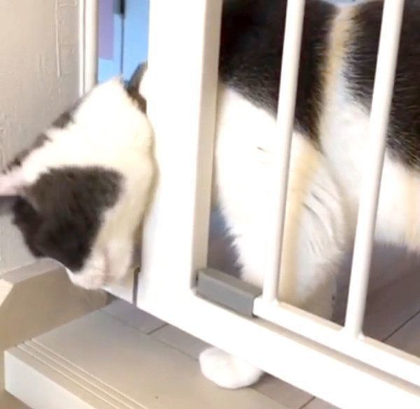 隙間から頭を出すブリティッシュショートヘア