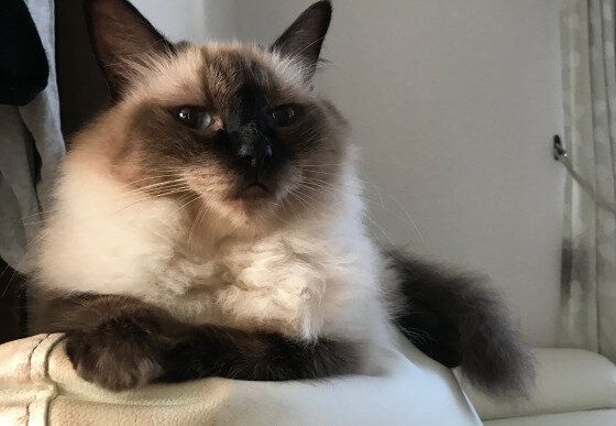 見つめるラグドール