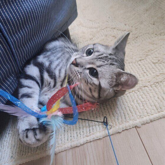 アメリカンショートヘアのトムくん