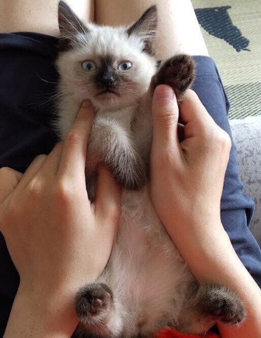 仰向けになっている生後3カ月の猫