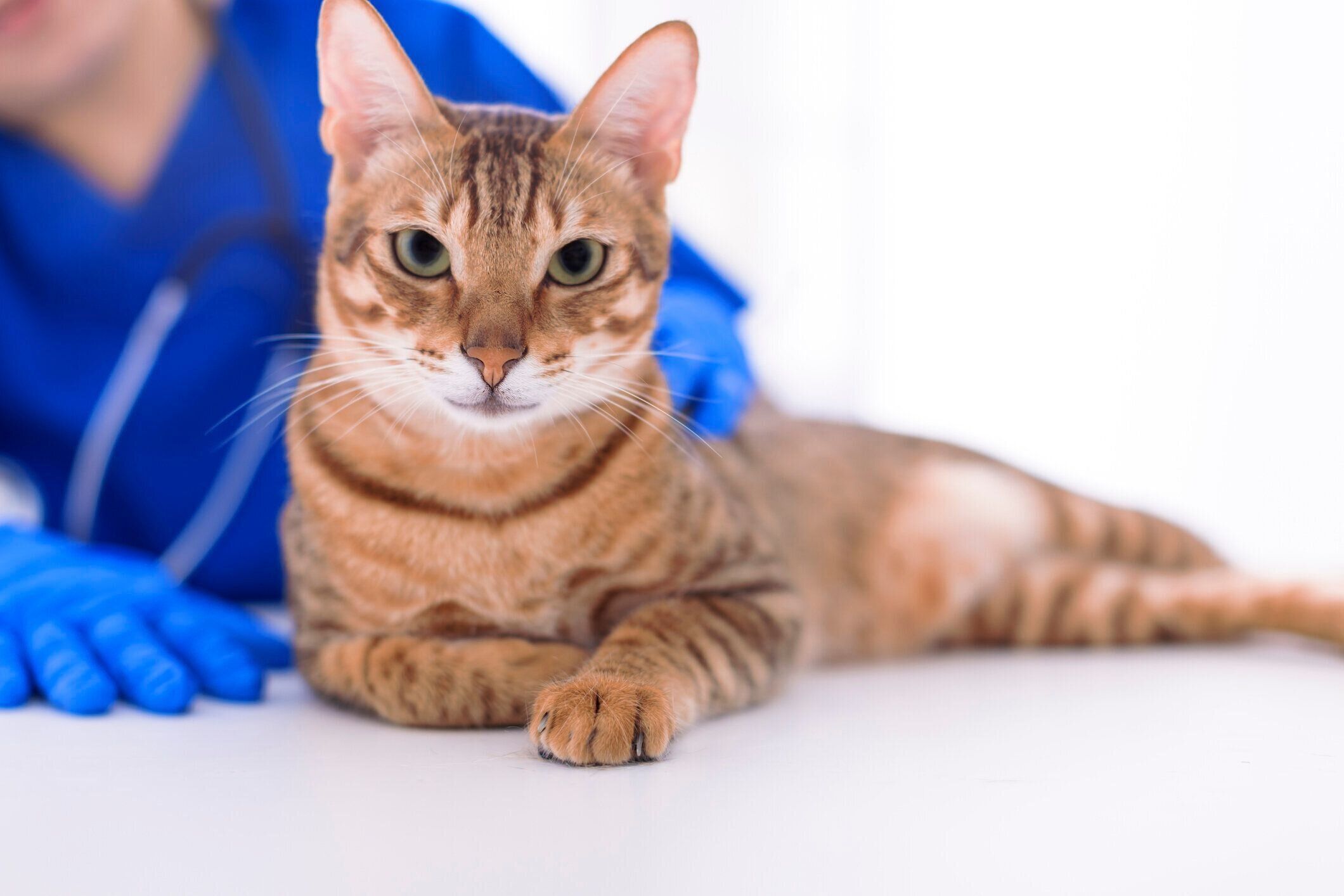 猫を診察する獣医師