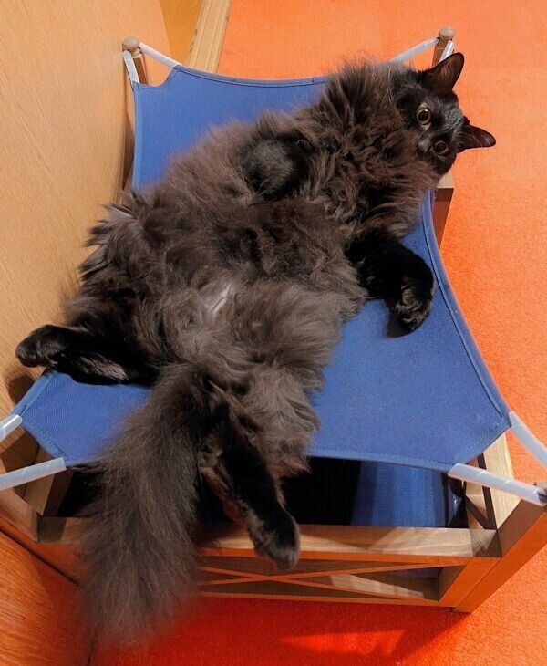 お腹を出すつきみちゃん