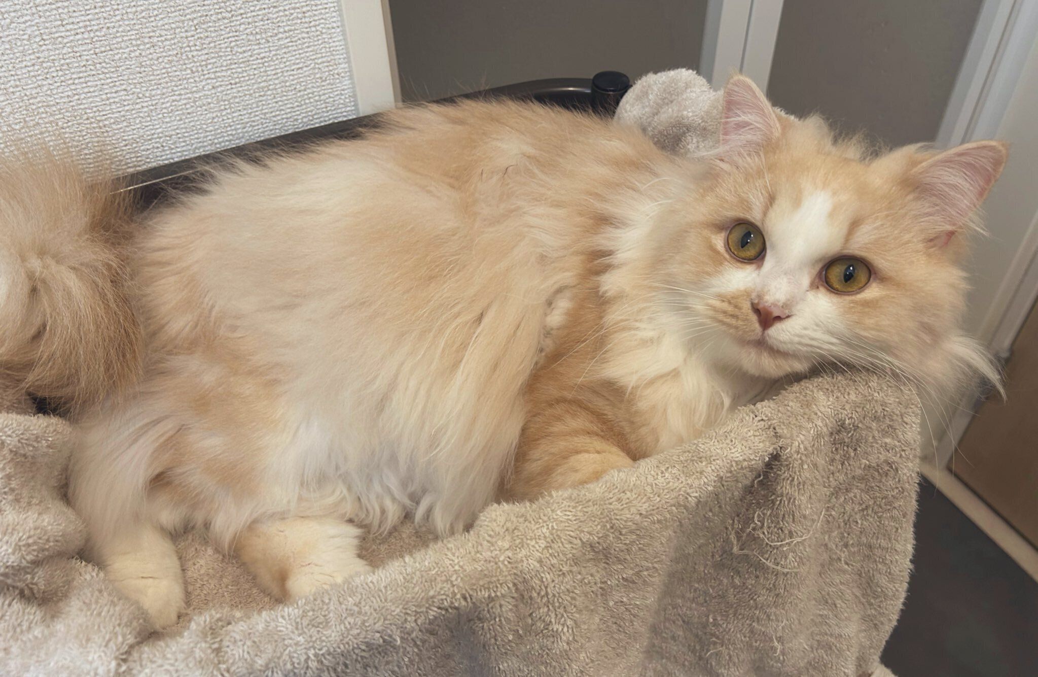 飼い主を見つめるミヌエット