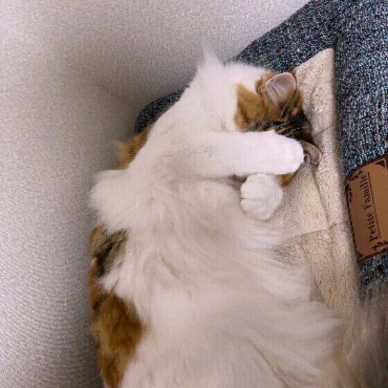 目隠しをするヒメちゃん