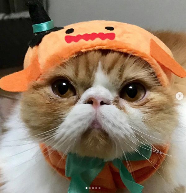 かわいい かわいい ねこハロウィンちゃん