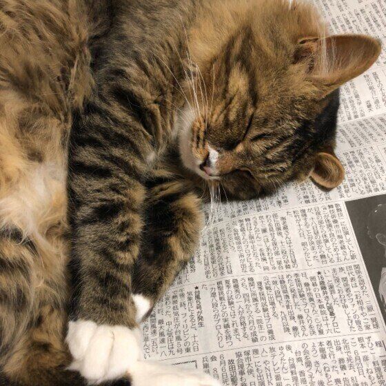 新聞の上で寝るキジトラのウニくん