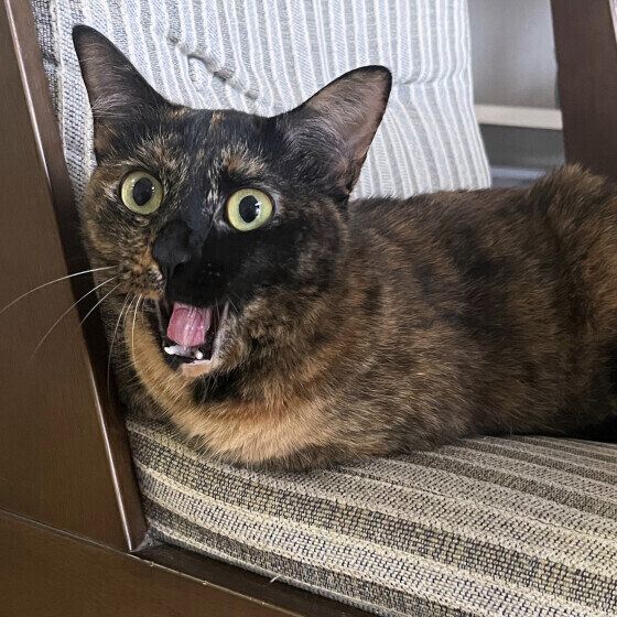 MIXサビのももちゃん