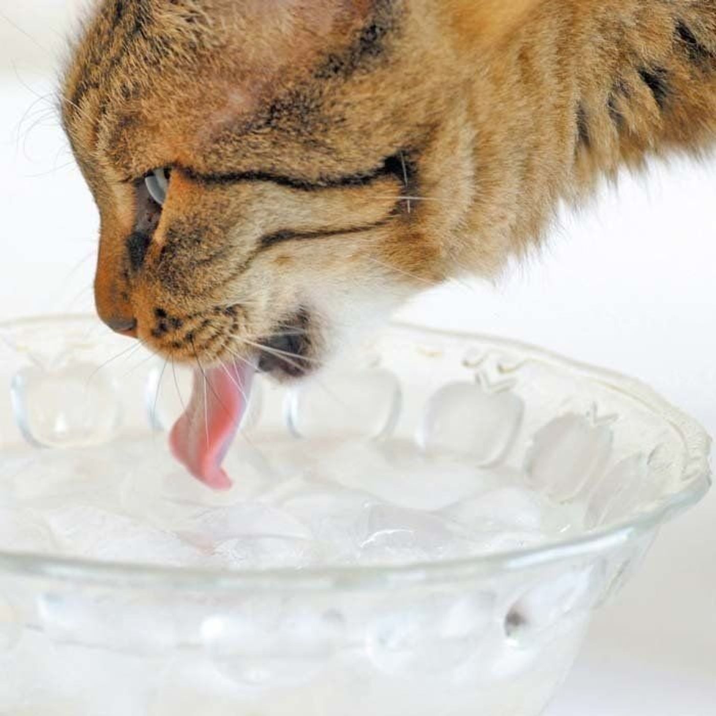 猫にこんな水を飲ませても大丈夫 猫にまつわる 水のウワサ ウソ ホント ねこのきもちweb Magazine 猫にこんな水を飲ませても大丈夫 猫にまつわる 水のウワサ ウソ ホント ねこのきもちweb Magazine