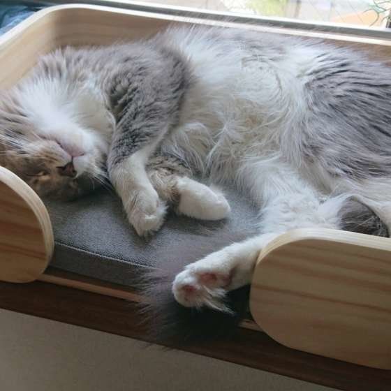 メインクーンのグレンくん