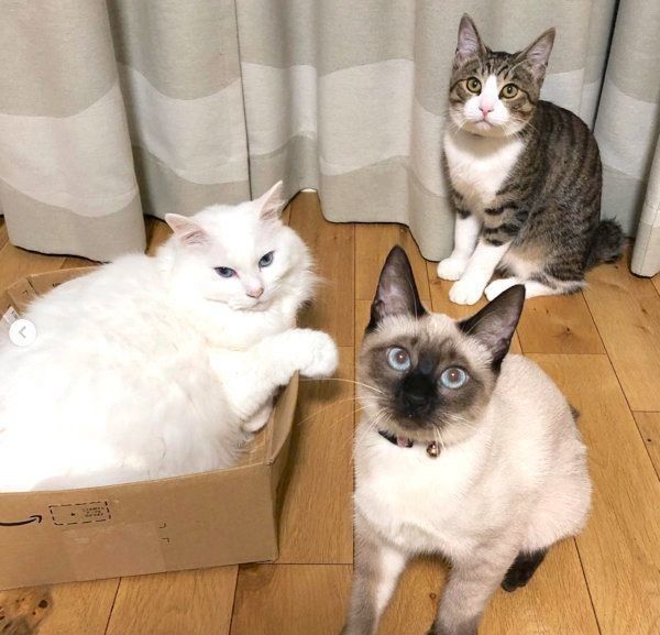 元保護猫・風ちゃん・ルルちゃん・音ちゃん