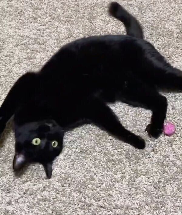 いちいちカメラ目線で遊ぶニコルちゃん